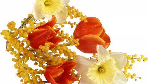 Нарциссы, тюльпаны, цветок мимозы, весна