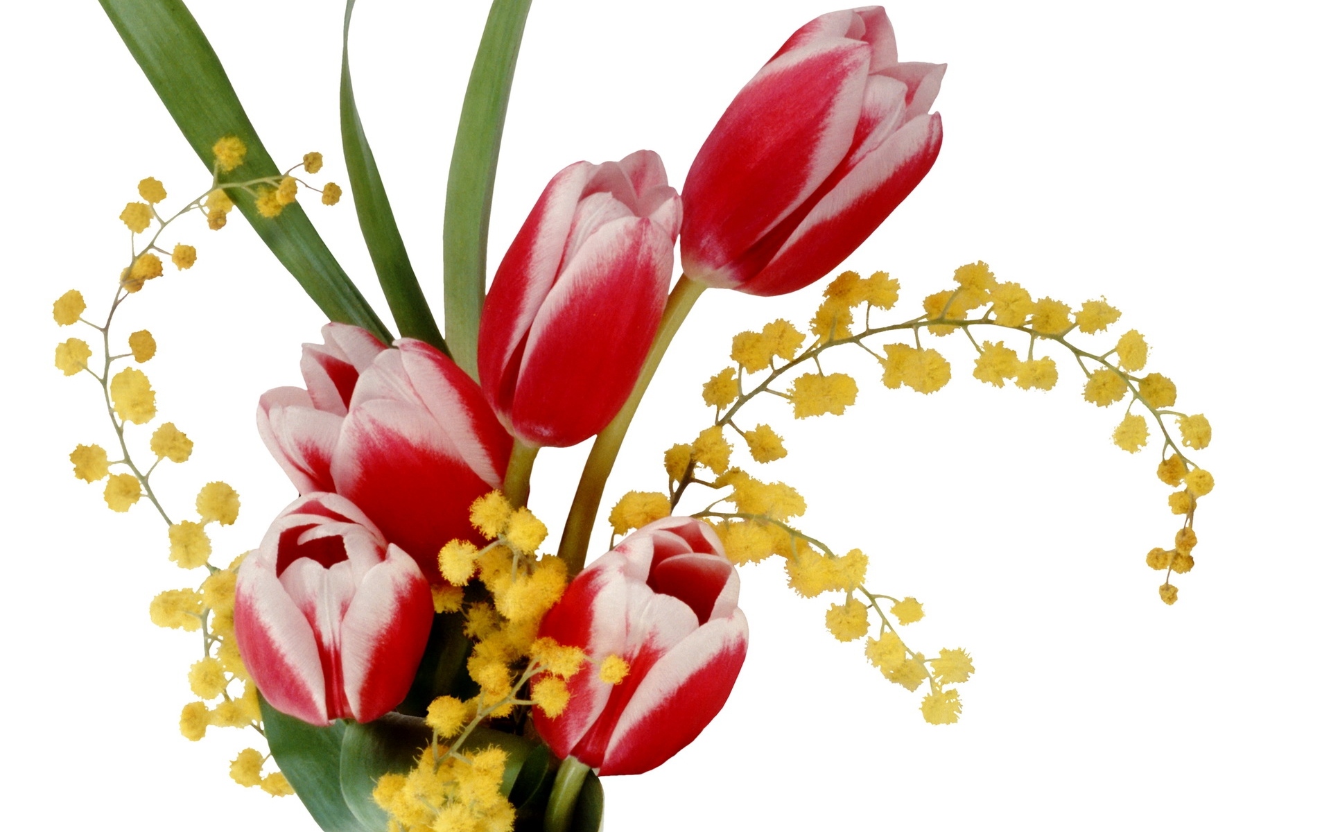 Весенние цветы мимозы с тюльпанами