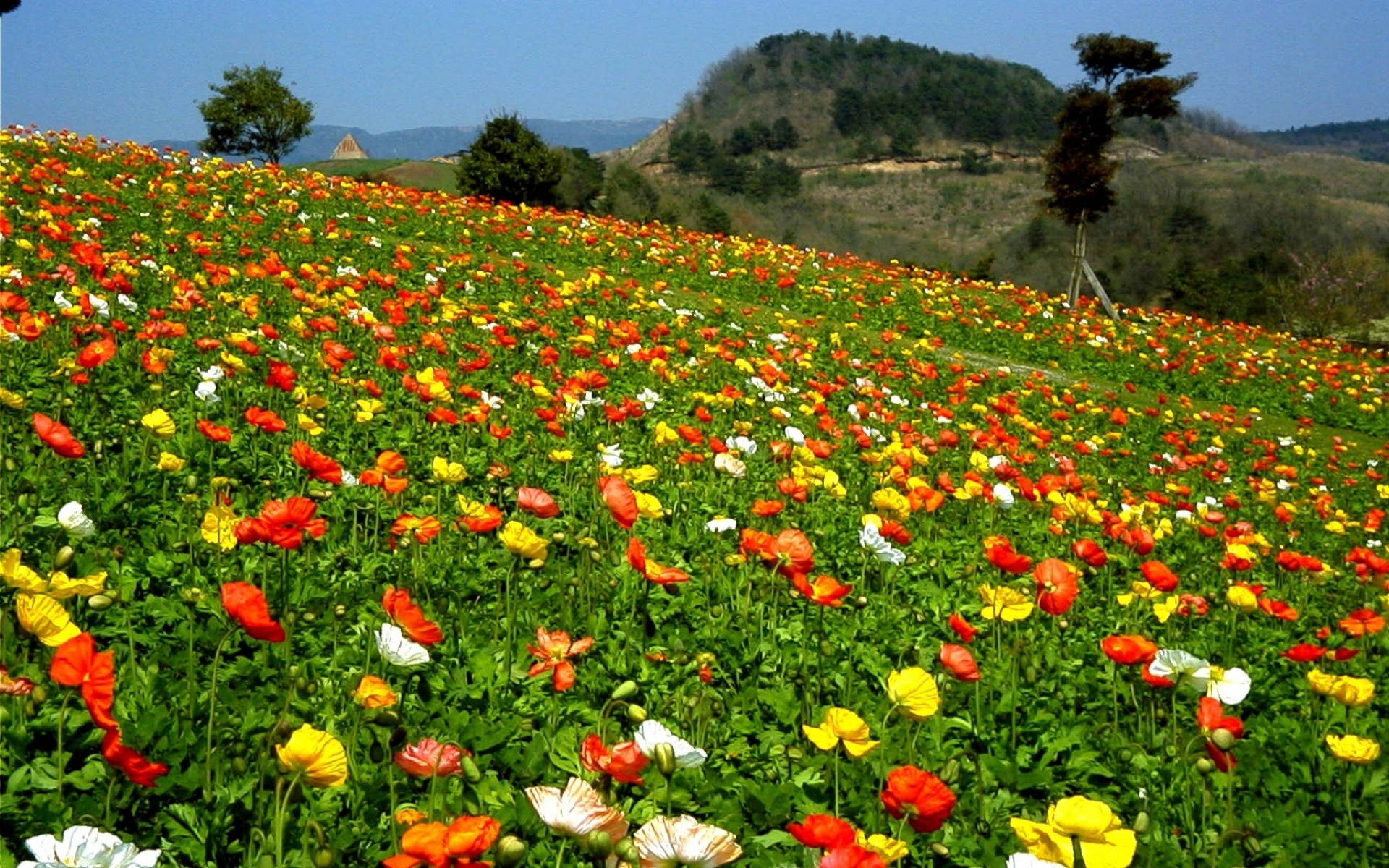 Окружающий мир 2 красота растений. Поле разноцветных цветов. Удивительная красота растений. Поле с разноцветными цветами. Цветочные поля в Крыму.