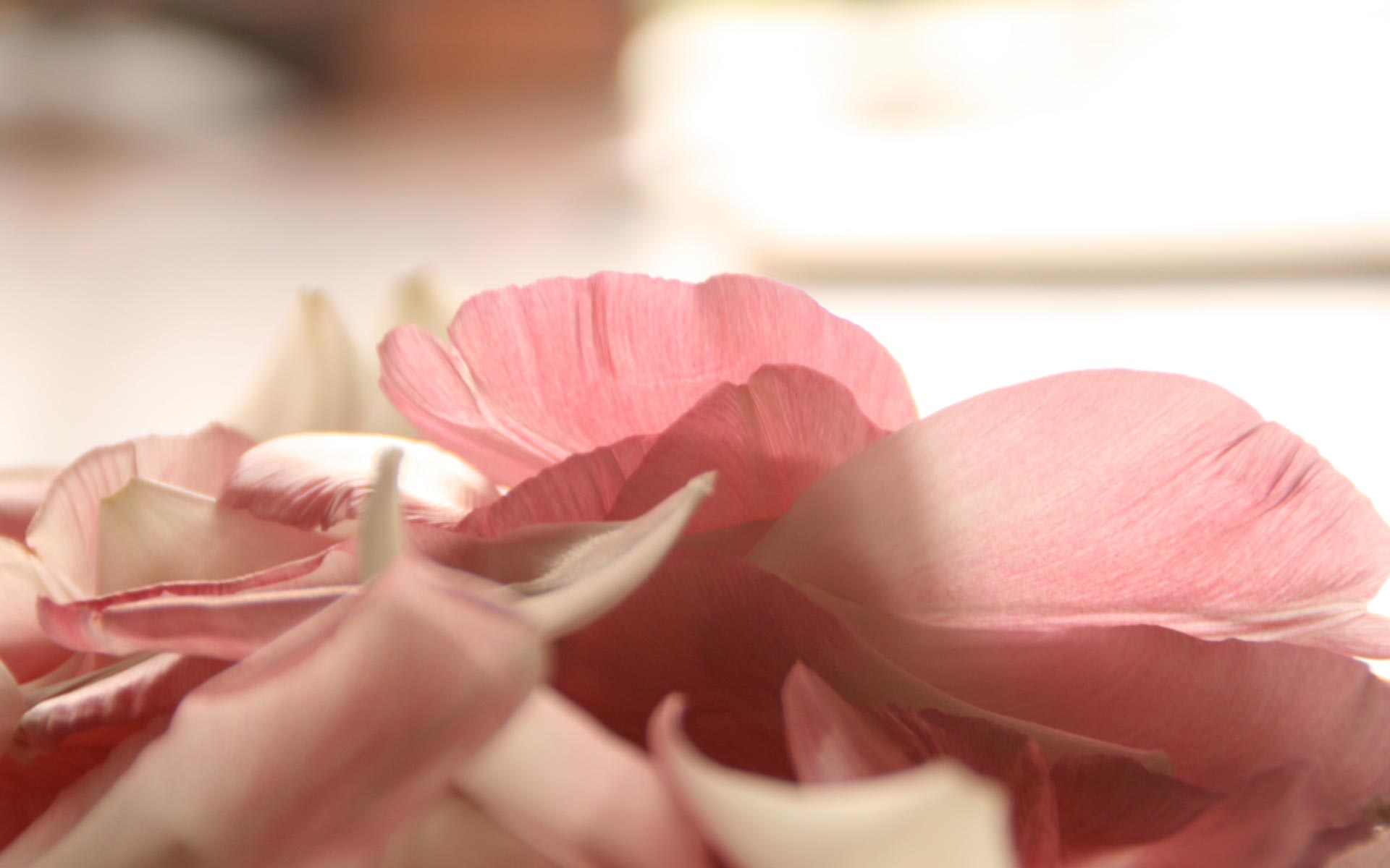Картинки Лепестки, цветок, романтика, нежность фото и обои на рабочий стол