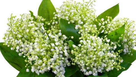 Лилии долины, цветы, цветок, весна, колокольчики