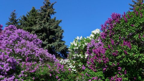Сирень, цветение, природа, весна, небо