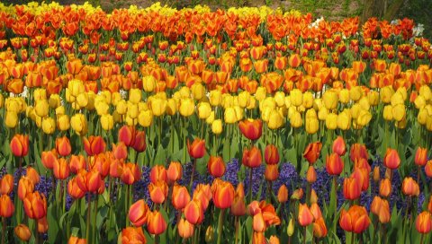 Тюльпаны, гиацинты, клумбы, парк, весна