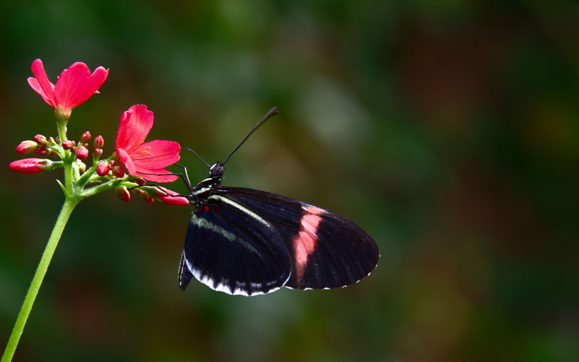 На цветок летит мотылек. Олимпиус Инферно бабочка. Бабочка на цветке. Красивые бабочки. Обои с бабочками.