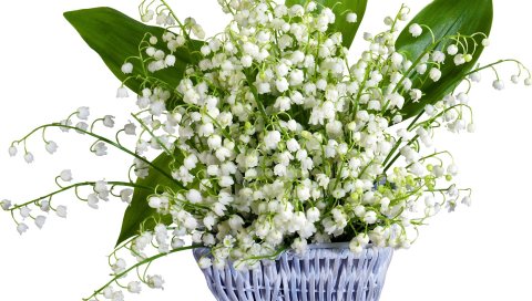 Лилии долины, цветы, весна, корзина, цветок