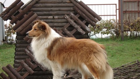 Шелти, собака, пушистая, красивая