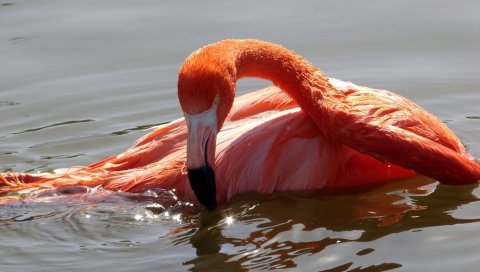 Фламинго, птица, вода, плавание