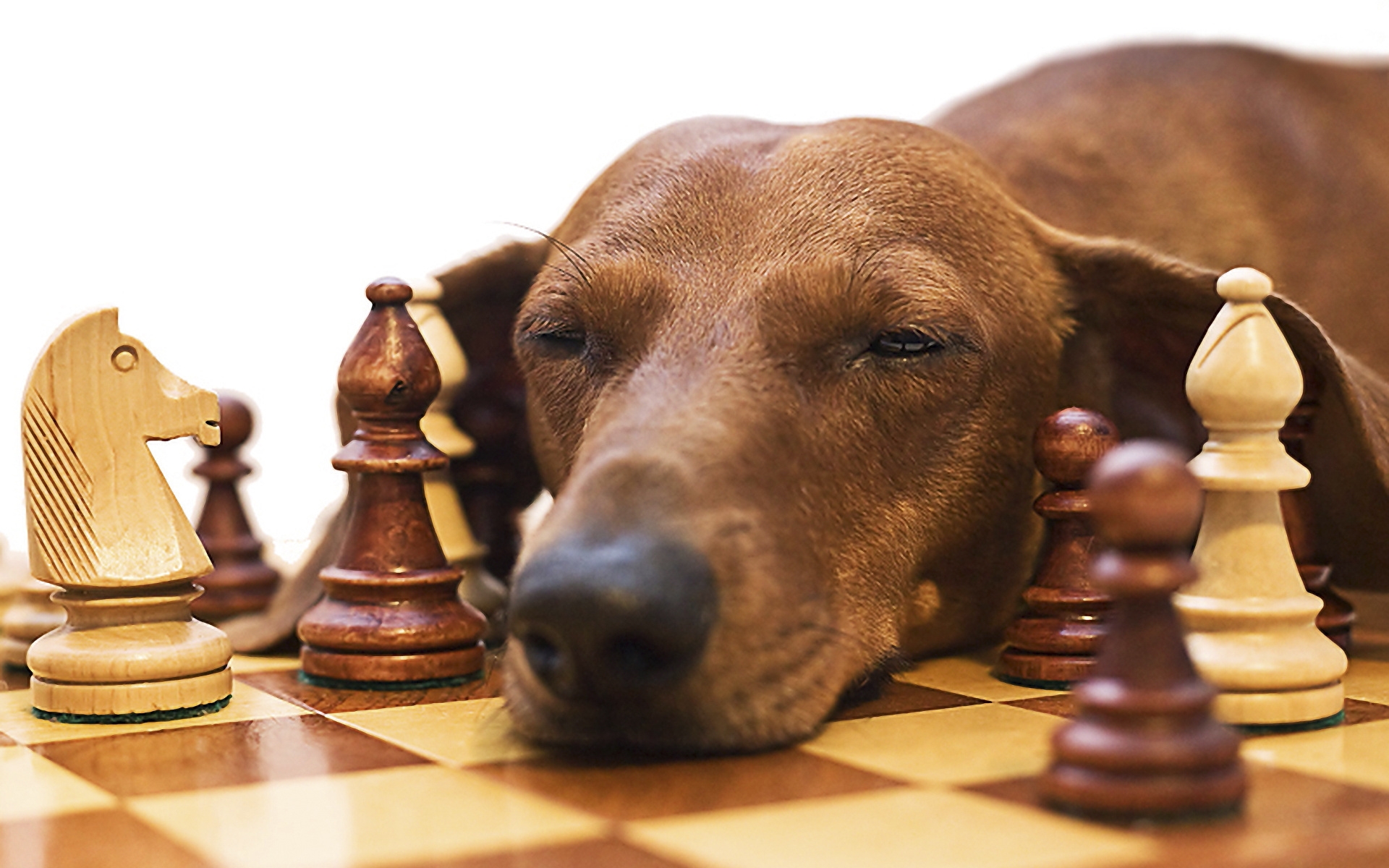 Картинки Такса, шахматы, собака, лицо, усталость фото и обои на рабочий стол