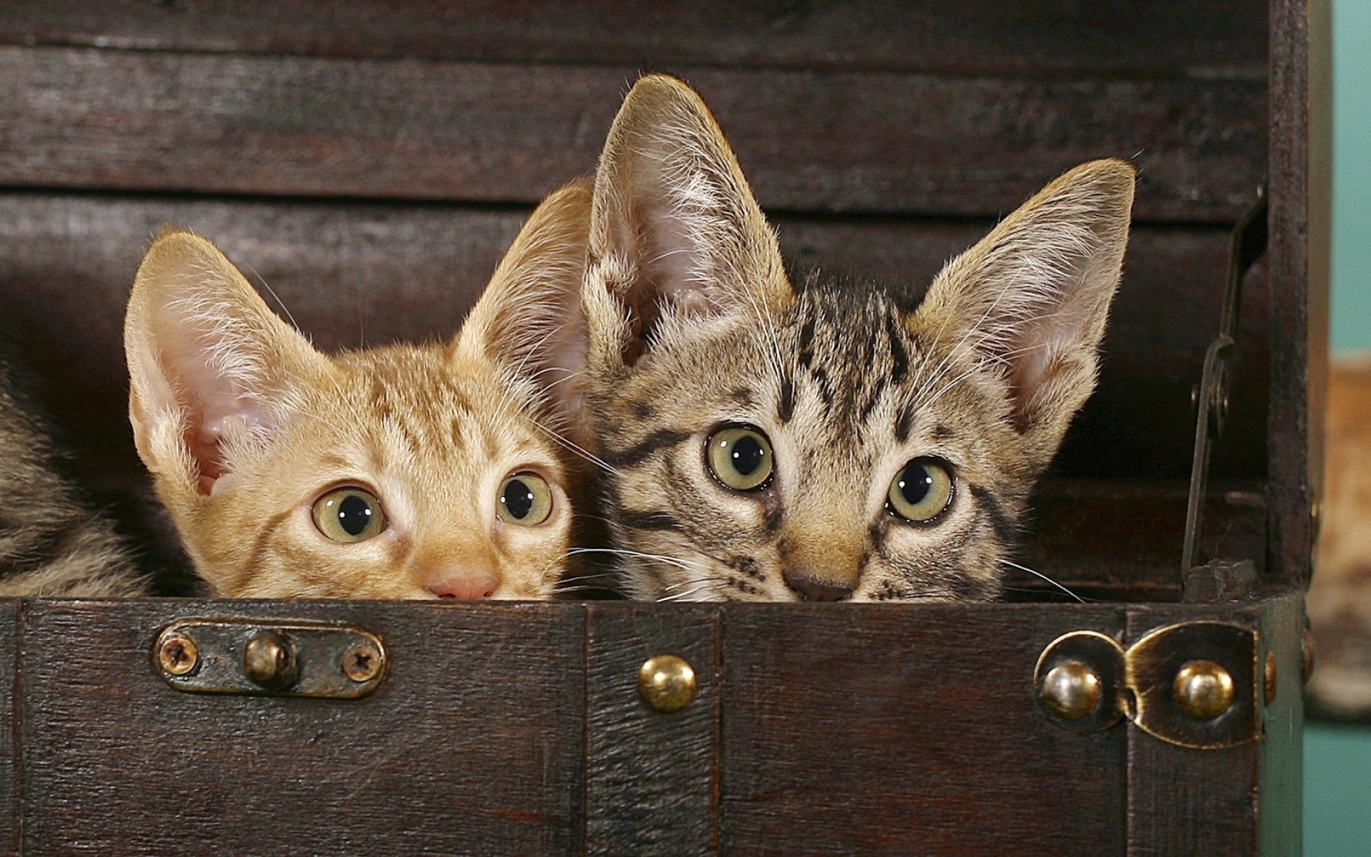 Картинки Сундук, кошка, ушастый, пара фото и обои на рабочий стол
