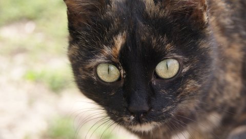 Нос, глаза, лапы, кошка, бакенбарды, черный