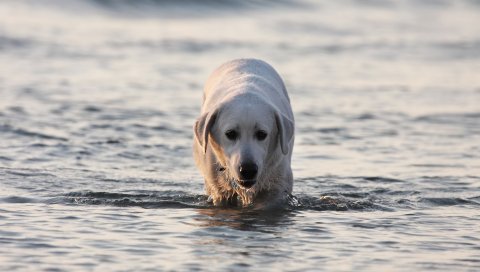Лабрадор, собака, вода, мокрый