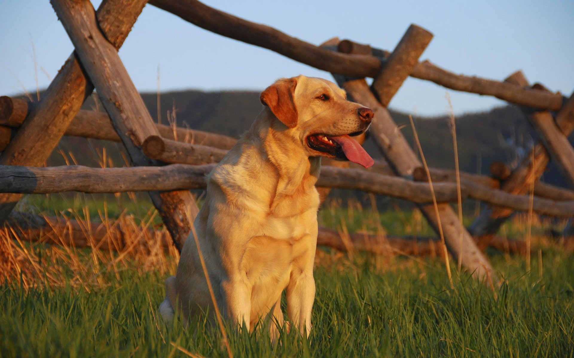 Картинки Лабрадор, закат, трава, забор, ожидание, собака фото и обои на рабочий стол