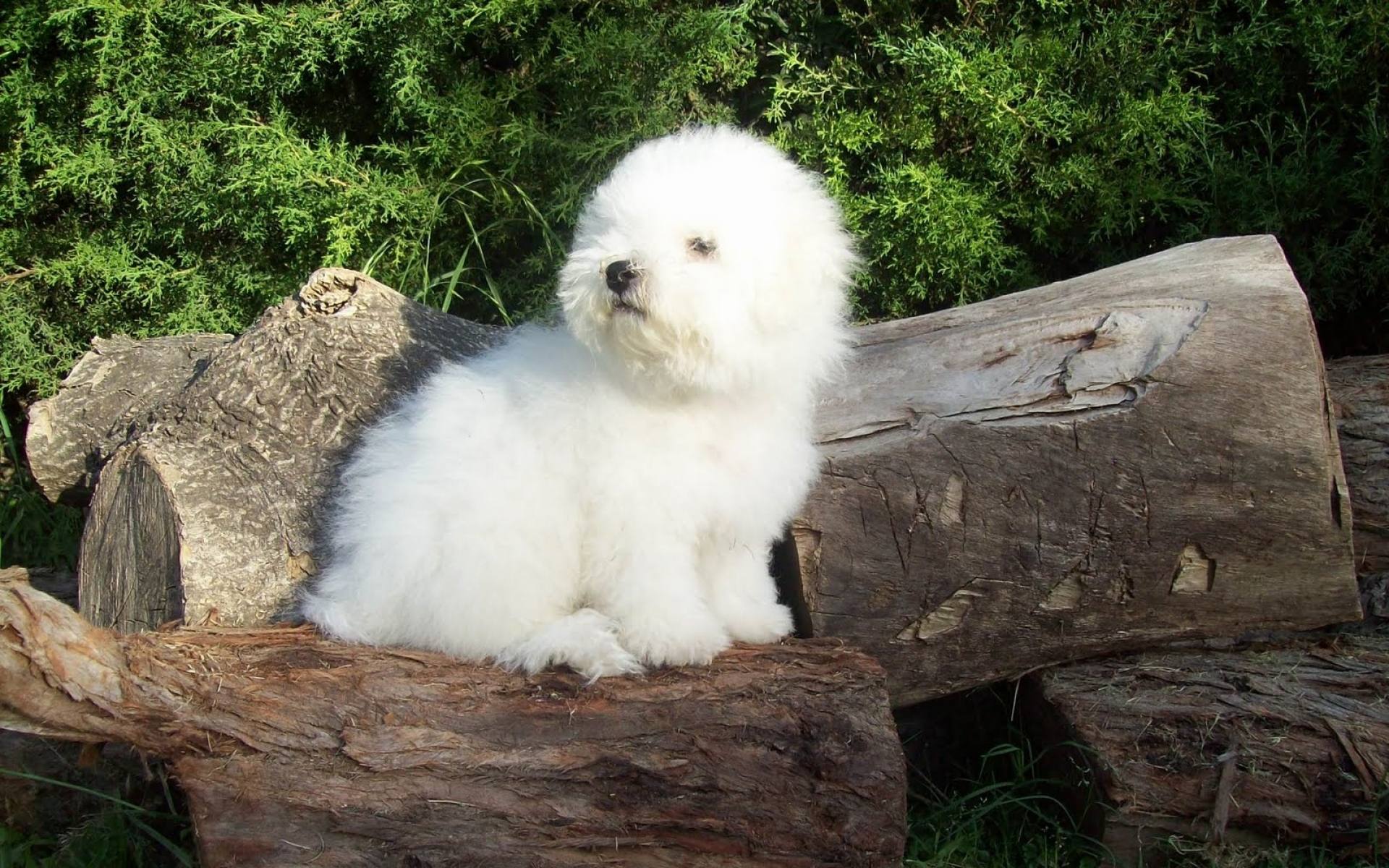 Картинки Bichon frize, собака, пушистый, деревья, трава фото и обои на рабочий стол