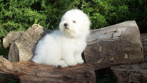 Bichon frize, собака, пушистый, деревья, трава