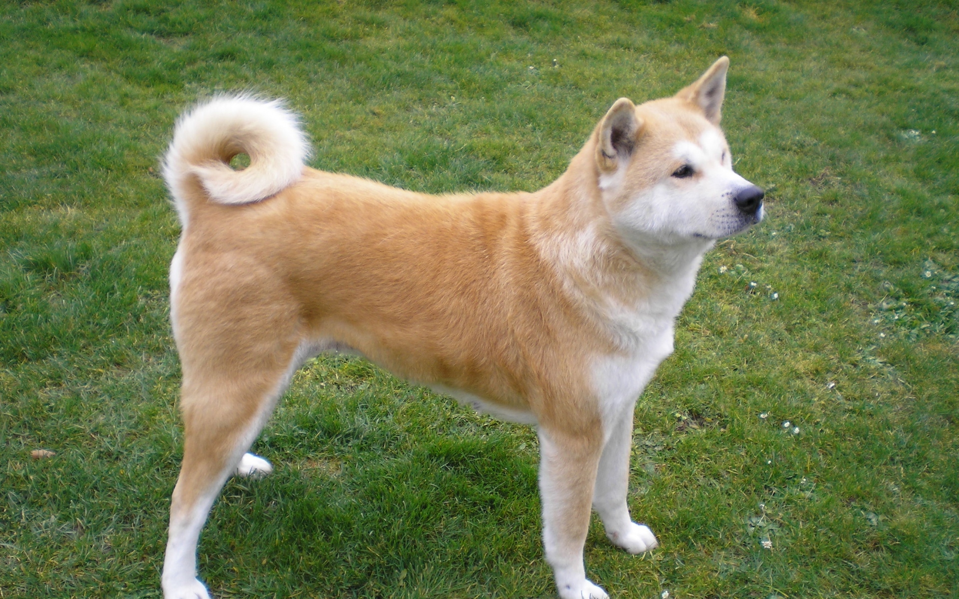 Картинки Akita inu, собака, подставка, трава, лояльность фото и обои на рабочий стол