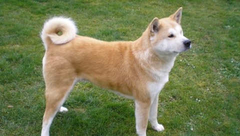 Akita inu, собака, подставка, трава, лояльность