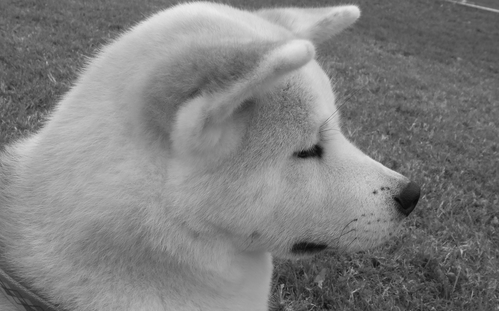 Картинки Akita inu, собака, лицо, профиль, черный белый фото и обои на рабочий стол