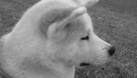 Akita inu, собака, лицо, профиль, черный белый
