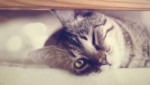 Кошка, подмигивание, ложиться, блики