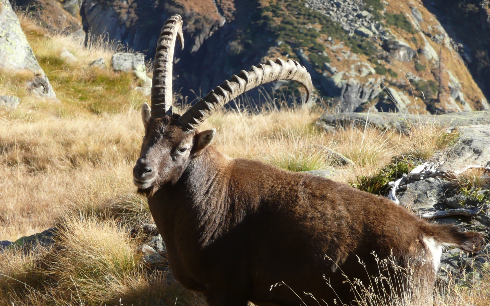 Картинки Ibex, трава, скалы фото и обои на рабочий стол