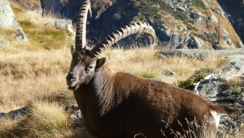 Ibex, трава, скалы