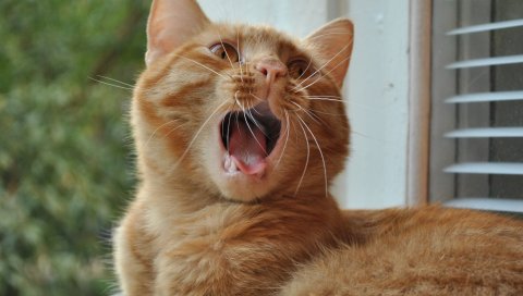 Кошка, зевая, рот, подоконник