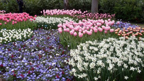 Нарциссы, тюльпаны, цветы, весна, парк, клумба