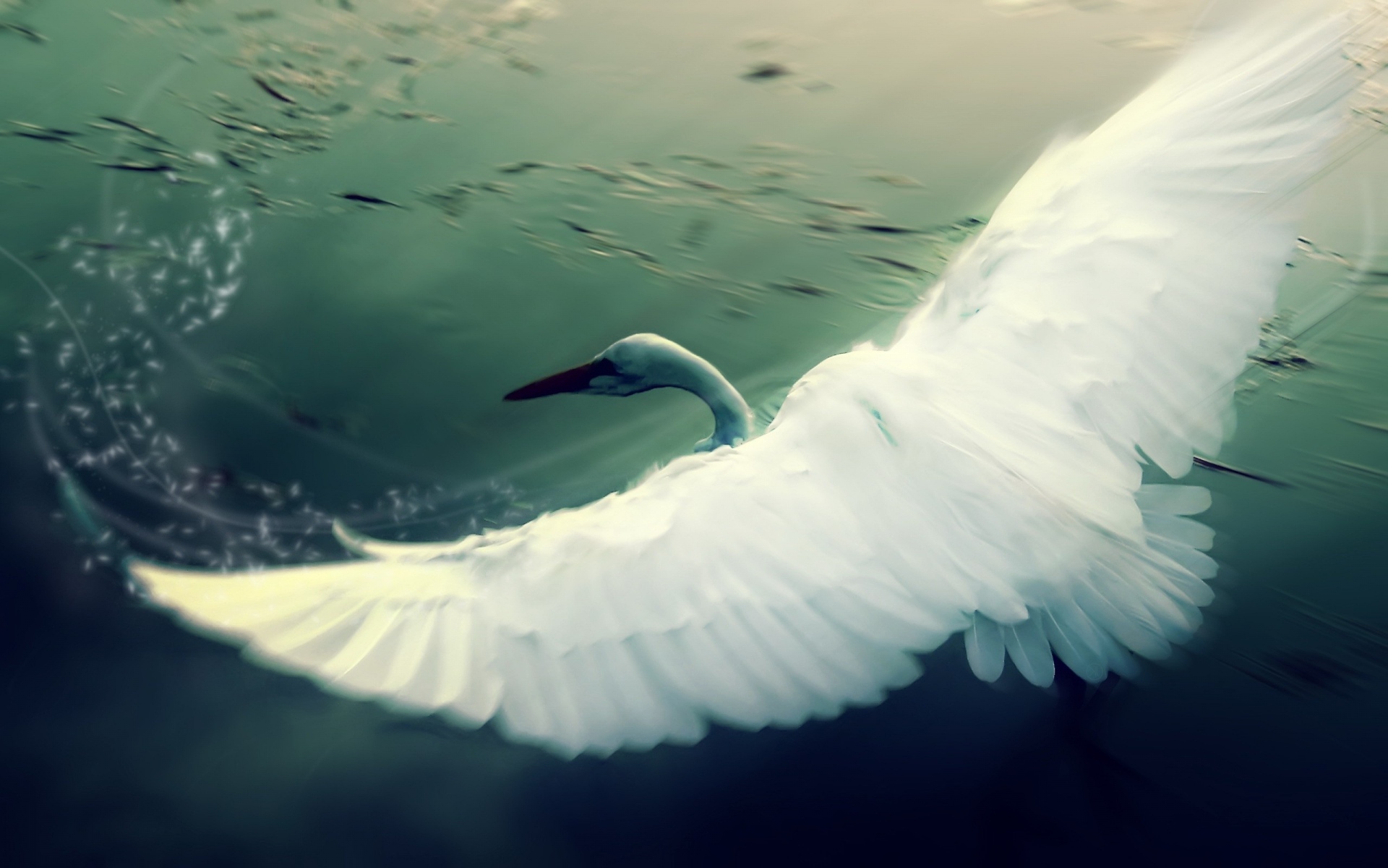 Картинки Лебедь, вода, крылья, лоскут, птица фото и обои на рабочий стол