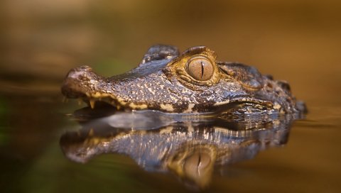 Крокодил, вода, лицо, глаза, злые, хищные