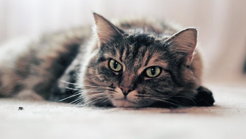 Кошка, лицо, ложь, взгляд, гнев