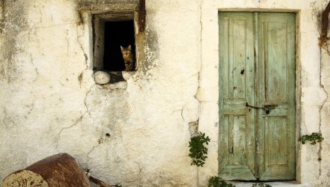 Кот, сарай, старый, дверь