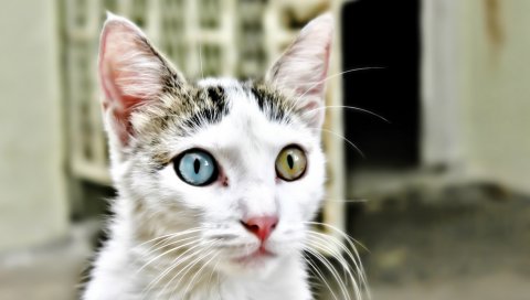Кошка, глаза разные, гетерохромия, морда