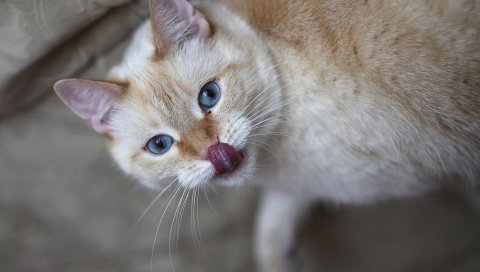 Кошка, лизали, язык, любопытство