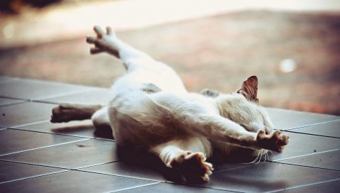 Кошка, стрейч, пол, ложитесь, лапа