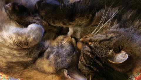 Кошка, уход за котятами, семья