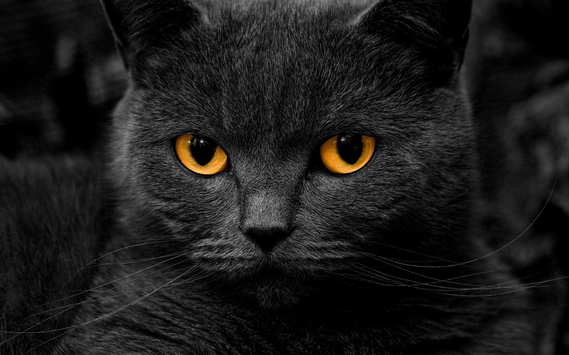 Картинки Кошка, британская, глазная фото и обои на рабочий стол
