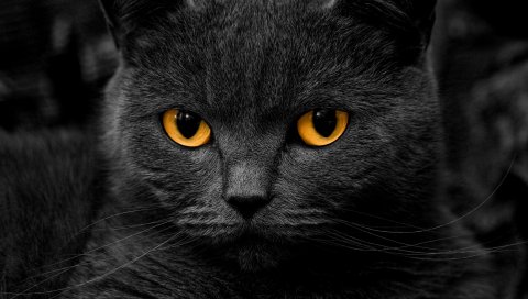 Кошка, британская, глазная