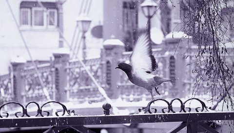 Птица, забор, полет, крылья, снег