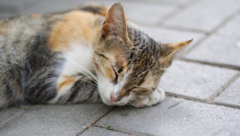 Кошка, сон, лапы, морда