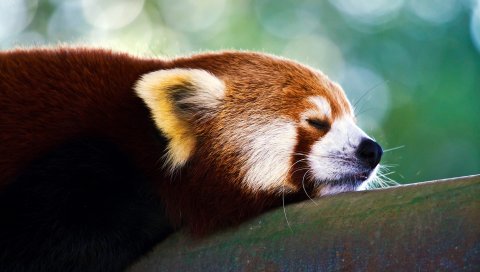 Красная панда, сон, лицо