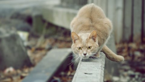 Кошка, охота, внимание, улица