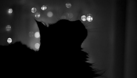 Кошка, тень, блики, черты, черный белый