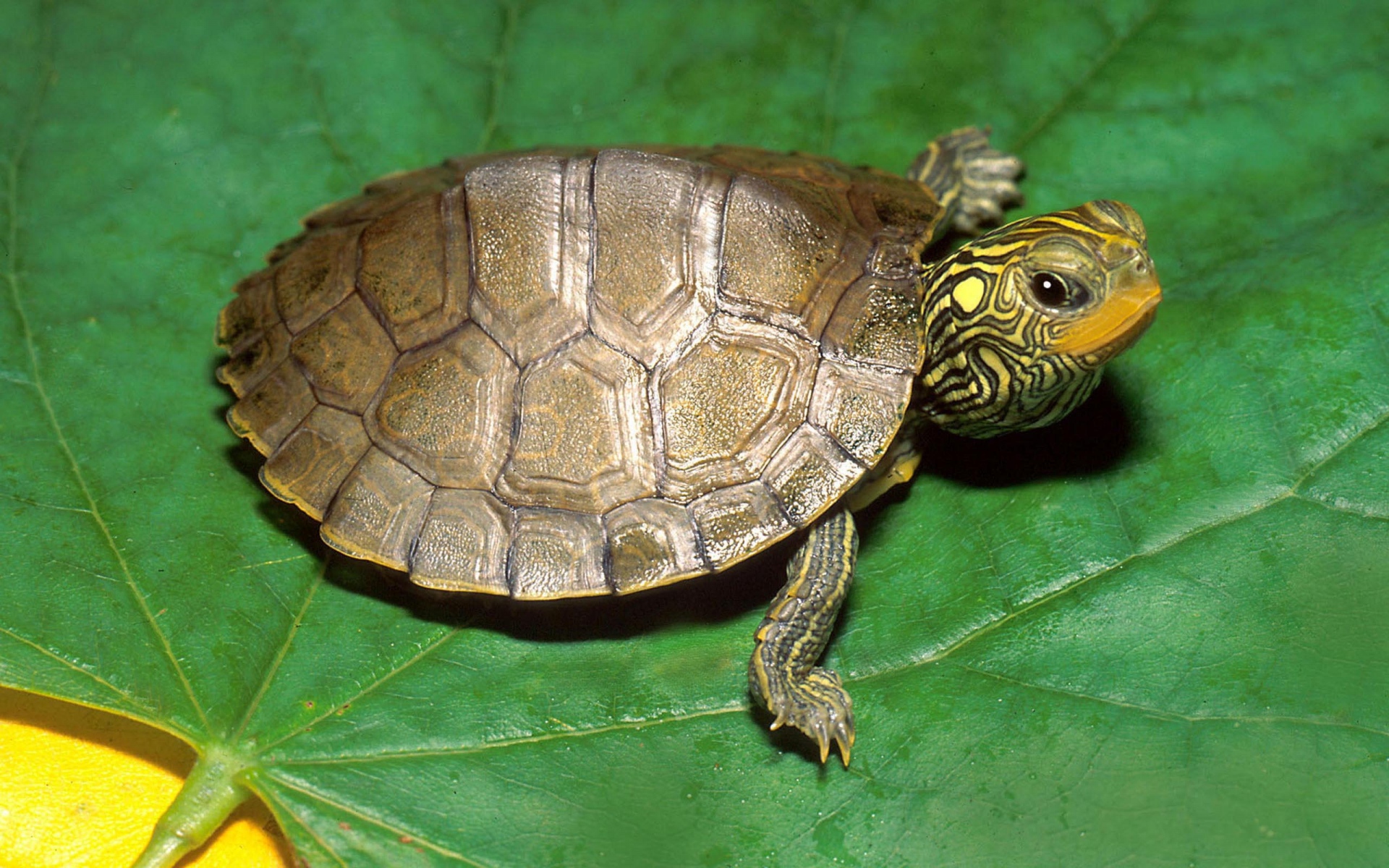 Панцирь черепахи карапакс