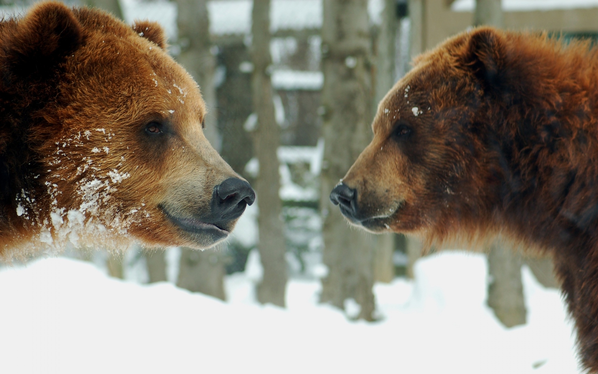 Картинки Медведи, коричневый, пар, снег фото и обои на рабочий стол