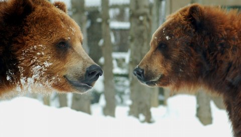 Медведи, коричневый, пар, снег