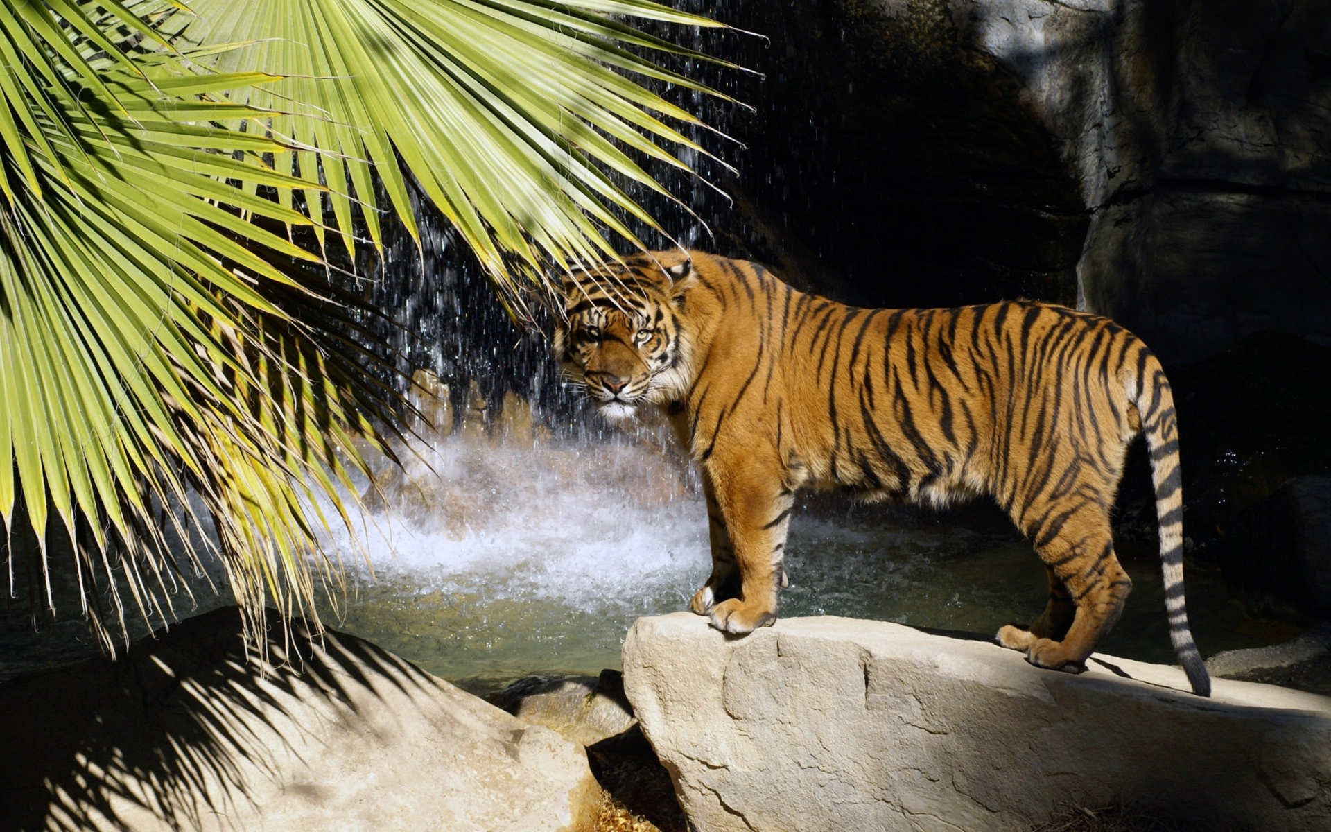 Картинки Тигр, скалы, водопады, кусты фото и обои на рабочий стол