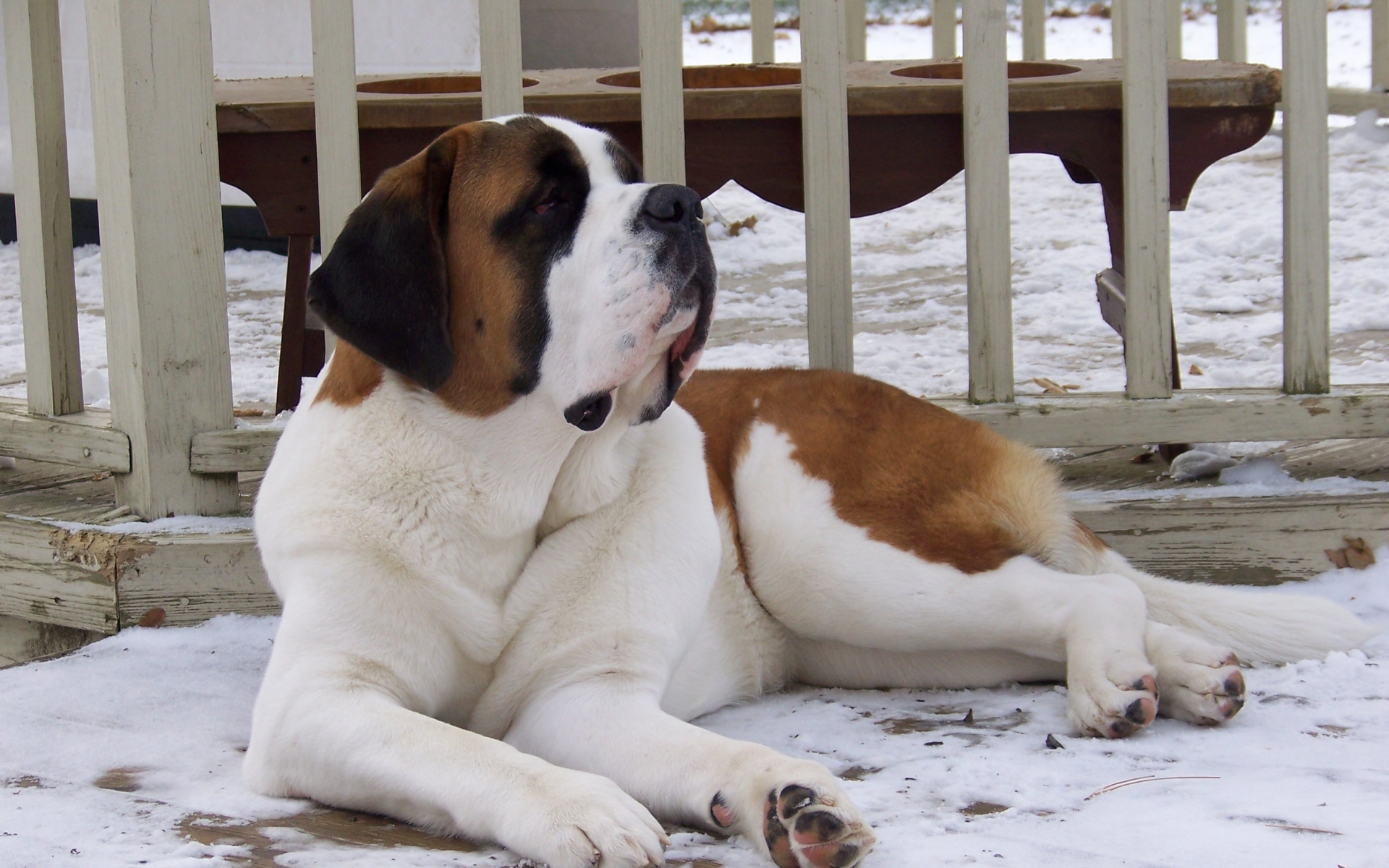 Картинки Й бернард, собака, снег, большой, лежащий фото и обои на рабочий стол