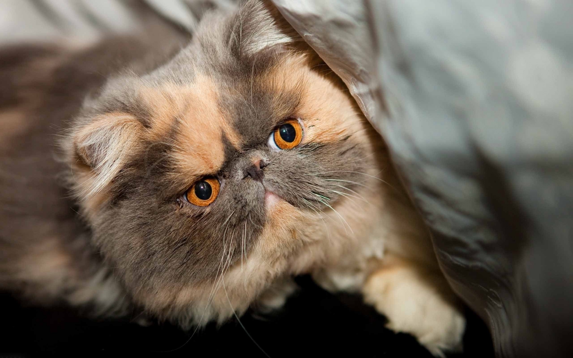 Картинки Котенок, пятнистый, лицо, милый фото и обои на рабочий стол