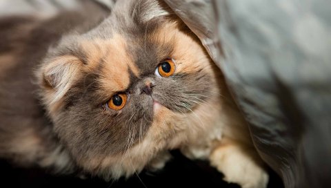 Котенок, пятнистый, лицо, милый