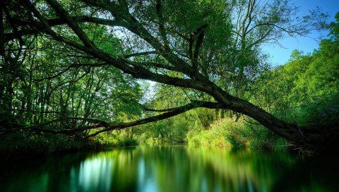 Дерево, ветки, склон, вода, лес, озеро